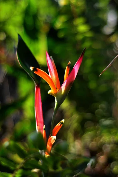 Pionowe Ujęcie Heliconia Psittacorum Roślina Ogrodzie — Zdjęcie stockowe