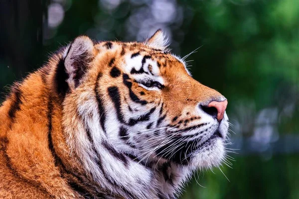 Close Tigre Siberiano Zoológico Sob Luz Sol Com Fundo Embaçado — Fotografia de Stock