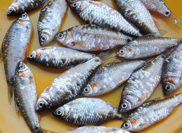 Yenilebilir Tatlı Balığı Genellikle Havuz Dikenleri Lekeli Bataklık Dikenleri Damga — Stok fotoğraf