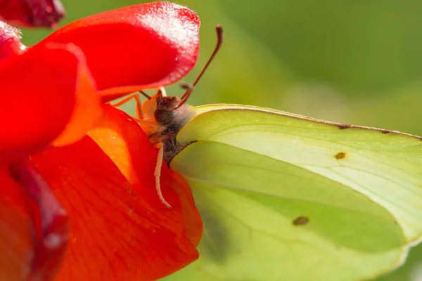 Een Close Shot Van Een Krushinnitsa Vlinder Een Rode Bloem — Stockfoto
