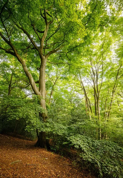 地面にオレンジの葉を乾燥させた森の中の大きな緑の木の垂直ショット — ストック写真