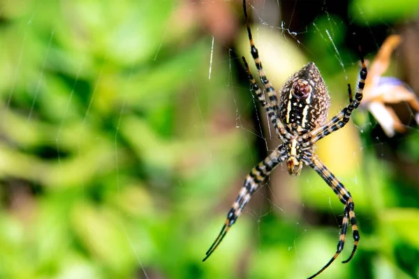 Detailní Záběr Stříbrného Argiopského Pavouka Pavučině Poli Rozmazaným Pozadím — Stock fotografie
