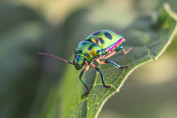 실드가 지원하는 초록색 벌레의 — 스톡 사진