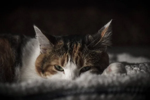 Гарний Знімок Милий Кіт Дивиться Камеру — стокове фото