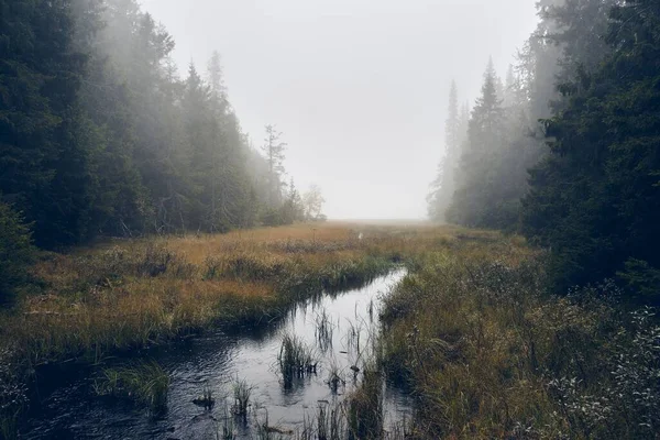 Egy Vízfolyás Totenaasen Hegység Svartdalstjerna Erdejében Nagy Ködben Ősszel — Stock Fotó