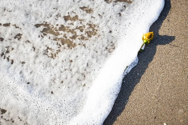 Single Withered Yellow Rosebud Beach Foamy Waves Hitting — Stock Photo, Image
