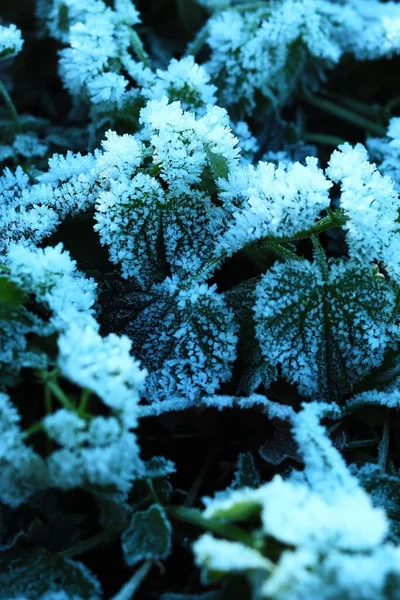 Μια Κάθετη Λήψη Πράσινων Φύλλων Φυτών Καλυμμένων Πάγο Μια Κρύα — Φωτογραφία Αρχείου