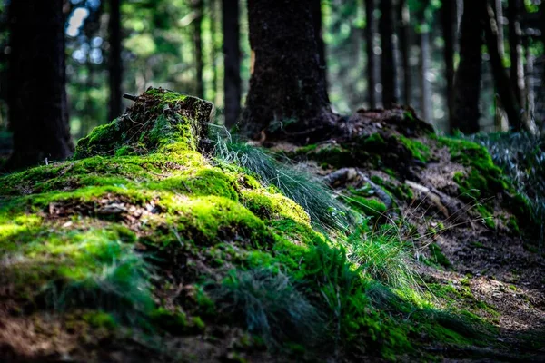 Tiro Close Uma Floresta Coberta Grama Verde Musgo Luz Dia — Fotografia de Stock