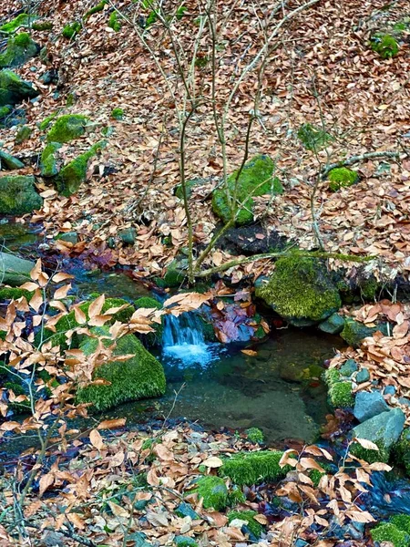 Вертикальный Снимок Небольшого Ручья Лесу — стоковое фото