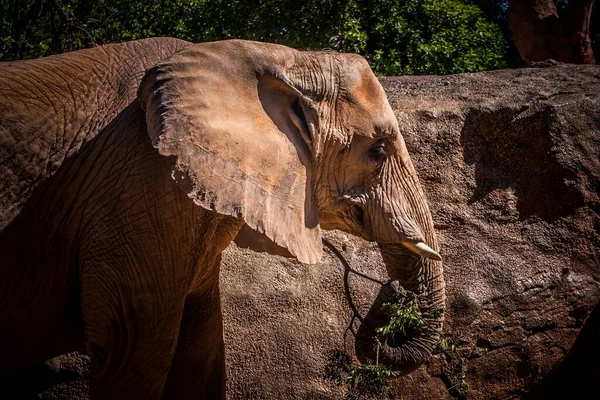 Профильный Портрет Старого Африканского Слона Стоящего Солнечным Светом — стоковое фото