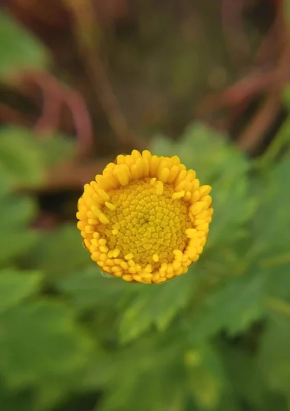 Ένα Κάθετο Κοντινό Πλάνο Του Λεπτού Λουλουδιού Ενός Χρυσαφένιου Κουμπιού — Φωτογραφία Αρχείου