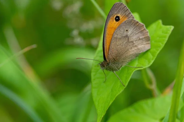 Zbliżenie Pięknego Brązowego Piasku Oko Motyl Łąka Brązowy Maniola Jurtina — Zdjęcie stockowe