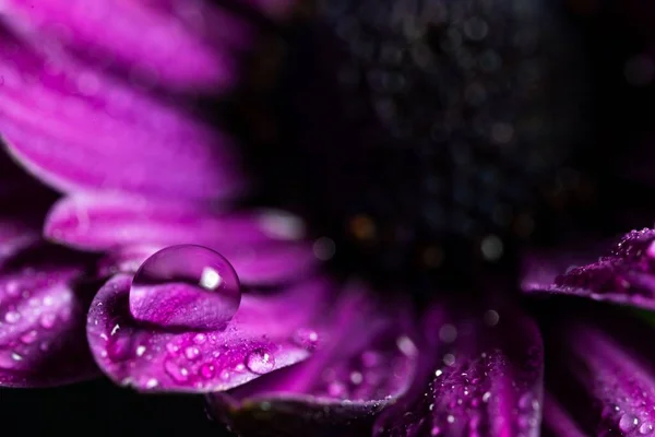 Makro Ujęcie Kropli Wody Fioletowym Płatku Kwiatu — Zdjęcie stockowe