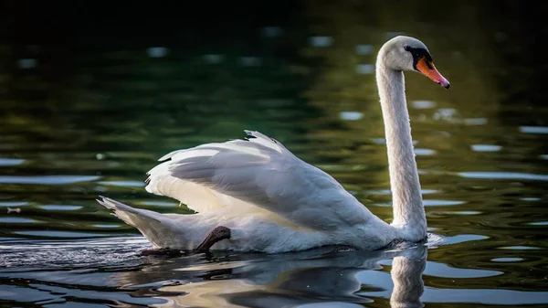 湖で泳ぐ優雅な長い首飾りの白鳥 シグナス の美しいショット — ストック写真