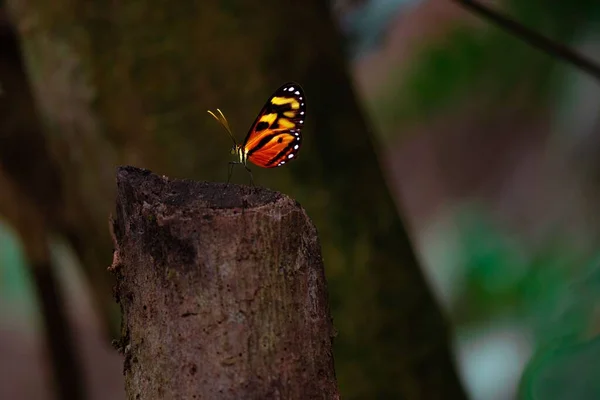 Zbliżenie Ujęcia Motyla Hypothyris Znalezionego Gałęzi Drzewa Dziczy — Zdjęcie stockowe