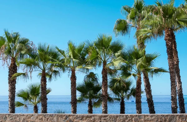 stock image The view of palm trees on the coast before a blue skyline