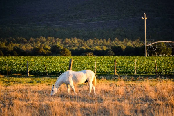 Белый Конь Пасущийся Загоне Восходе Солнца — стоковое фото