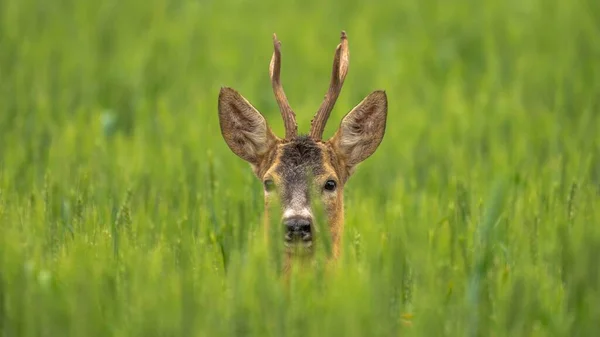 Roe Deer Antlers Standing Field Tall Grass — Stock Photo, Image
