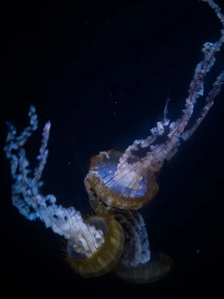 Três Medusas Nadando Aquário — Fotografia de Stock
