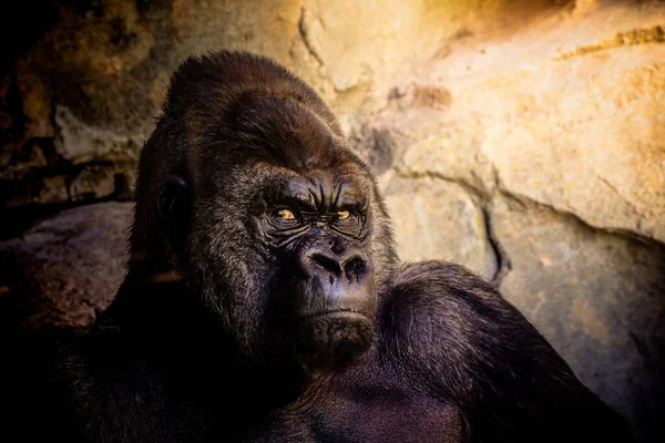Retrato Gorila Mirando Con Ojos Enojados Mientras Descansa Ante Pared —  Fotos de Stock