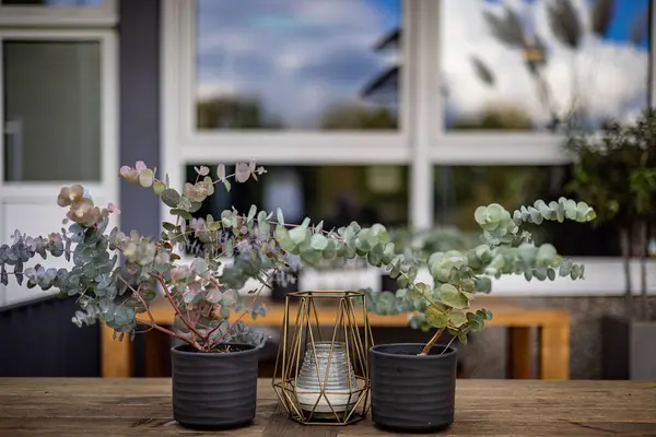 木のテーブルの上に植物や家の装飾のためのボウルの美しいシーン — ストック写真