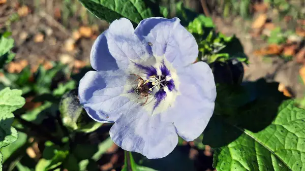 一张令人惊奇的蓝色花朵的照片 — 图库照片