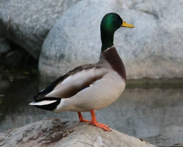 Closeup Mallard Duck Perched Stone — Stock Photo, Image