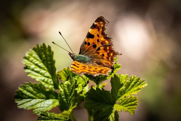Ein Selektiver Fokus Eines Schönen Komma Schmetterlings Polygonia Album Sitzt — Stockfoto