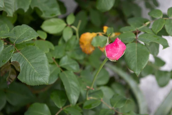 Rosa Rose Blume Mit Schönen Dunkelgrünen Blättern — Stockfoto