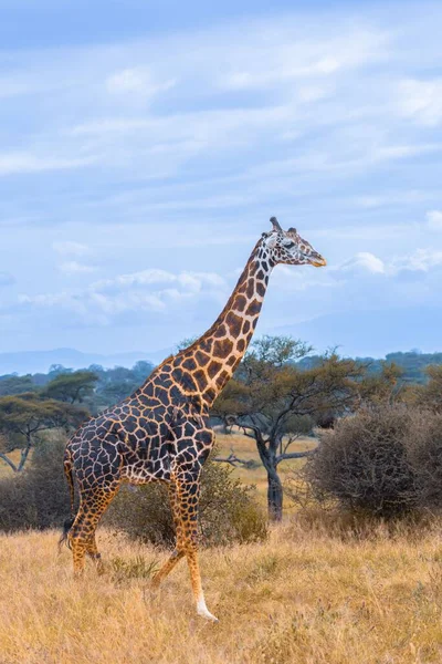 Tiro Vertical Uma Girafa Uma Savana Africana Diante Árvores Tropicais — Fotografia de Stock