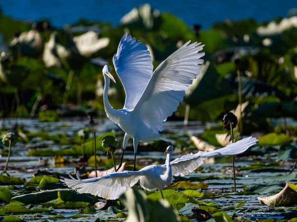 Eine Nahaufnahme Majestätischer Silberreiher Vögel Einem Sumpf Tag — Stockfoto