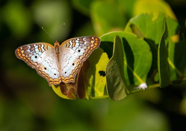 緑の葉を持つ枝に美しい斑点の蝶のクローズアップショット — ストック写真
