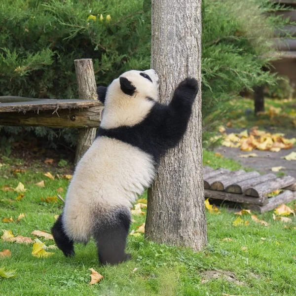 Маленькая Гигантская Панда Забирается Дерево Смешное Животное — стоковое фото