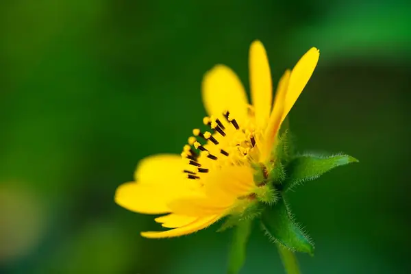 背景模糊的黄色花朵的特写镜头 — 图库照片