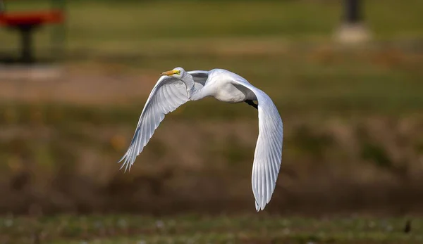 Schöne Aufnahme Eines Silberreihers Der Über Eine Landschaft Fliegt — Stockfoto