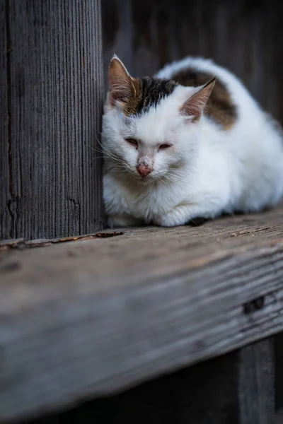 在户外的木制码头上 一只可爱的流浪猫的竖直照片 背景是暗而模糊的 — 图库照片