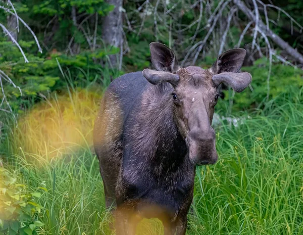 Eine Nahaufnahme Eines Elchs Algonquin Ontario Kanada — Stockfoto