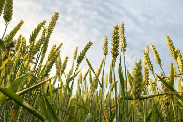 农田里的普通小麦穗 — 图库照片