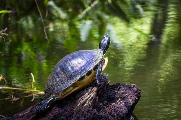 Een Schildpad Aan Oever Van Een Meer Het Regenwoud — Stockfoto