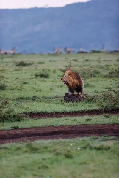 Een Verticaal Schot Van Een Mannelijke Leeuw Slepend Een Wrattenzwijn — Stockfoto