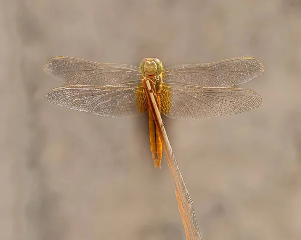 Makroaufnahme Einer Libelle Auf Einem Stock — Stockfoto