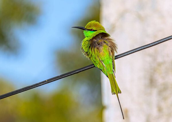 A closeup shot of a Green Bee-eater sitting on a wire
