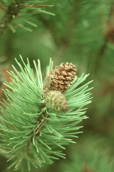 Closeup Vertical Shot Pine Pine Tree Bokeh Background — Stock Photo, Image
