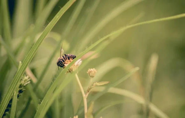 Een Macro Shot Van Een Bee Zamelend Nectar Van Een — Stockfoto