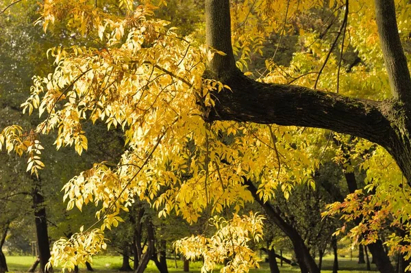 Beautiful Park Colorful Autumn Trees Yellow Leaves Branches — Stock Photo, Image