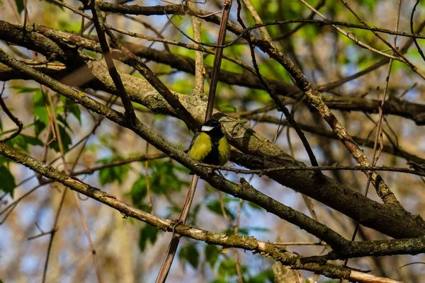Adorable Great Tit Bird Sitting Tree Branch Forest — Stockfoto