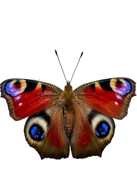 Egy Függőleges Lövés Peacock Pillangó Gyönyörű Szárnyakkal Elszigetelt Fehér Háttér — Stock Fotó