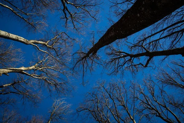Låg Vinkel Höga Lövlösa Träd Med Blå Himmel — Stockfoto