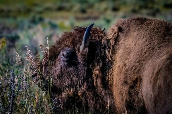 Селективный Снимок Американского Бизона Длинным Лохматым Коричневым Мехом Пастбище — стоковое фото