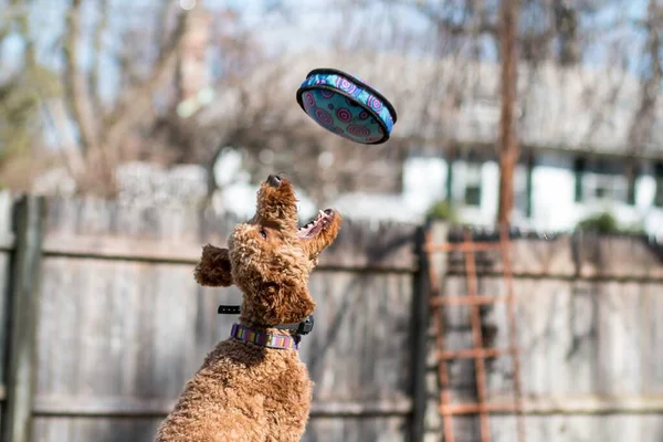 Una Vista Panorámica Perro Labradoodle Jugando Buscar Con Frisbee Aire —  Fotos de Stock